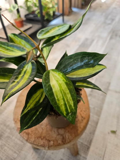 Hoya latifolia 'Pot of Gold'