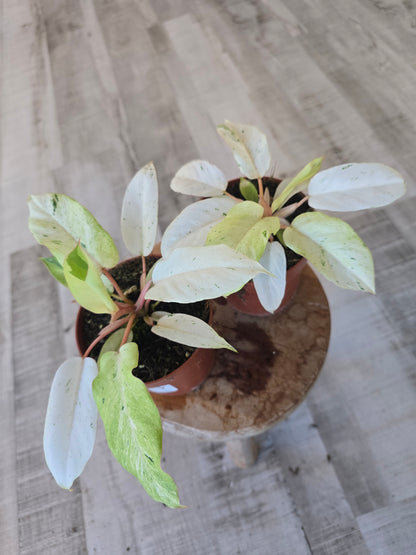 Philodendron 'Snowdrift'