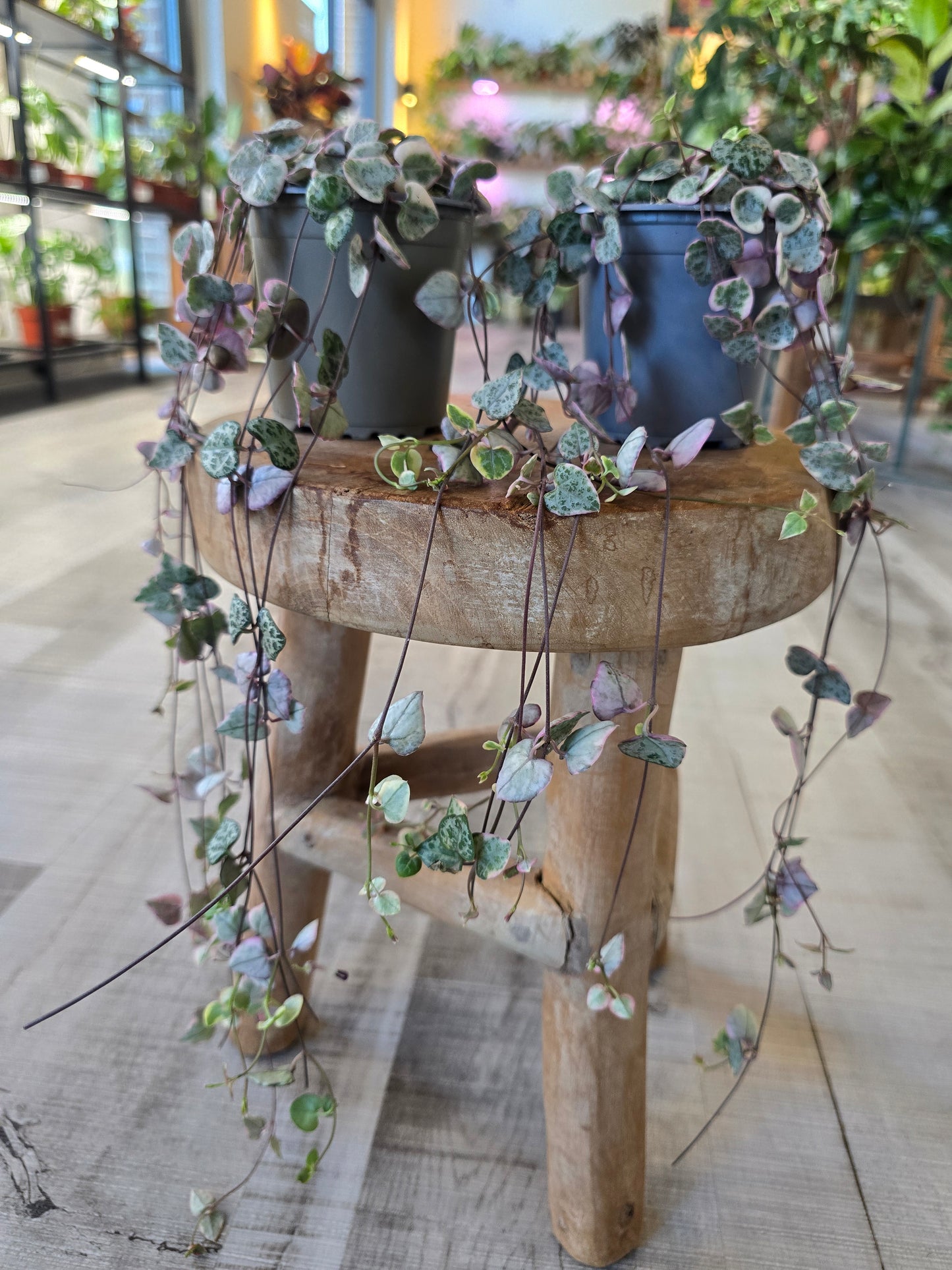 Ceropegia Woodii variegata - String of Hearts