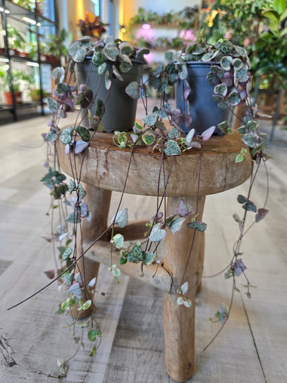 Ceropegia Woodii variegata - String of Hearts