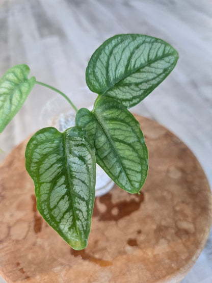 Monstera Siltepecana El Salvador (JP)