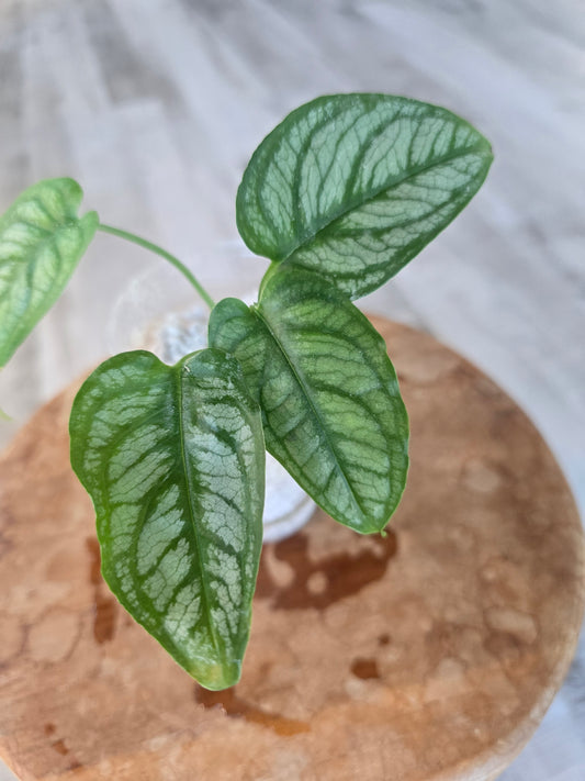 Monstera Siltepecana El Salvador (JP)