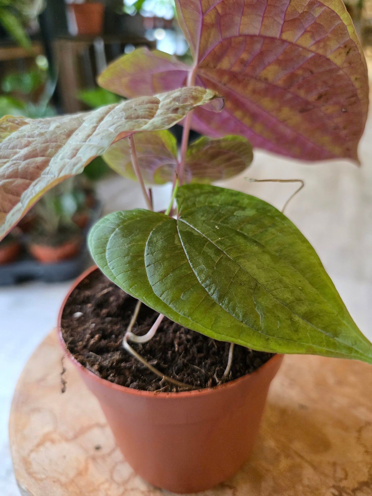 Dioscorea discolor