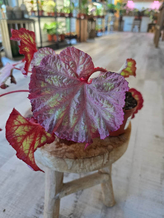 Begonia Pink Panther