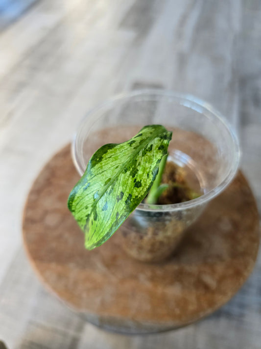 Dieffenbachia Crocodile (JP)