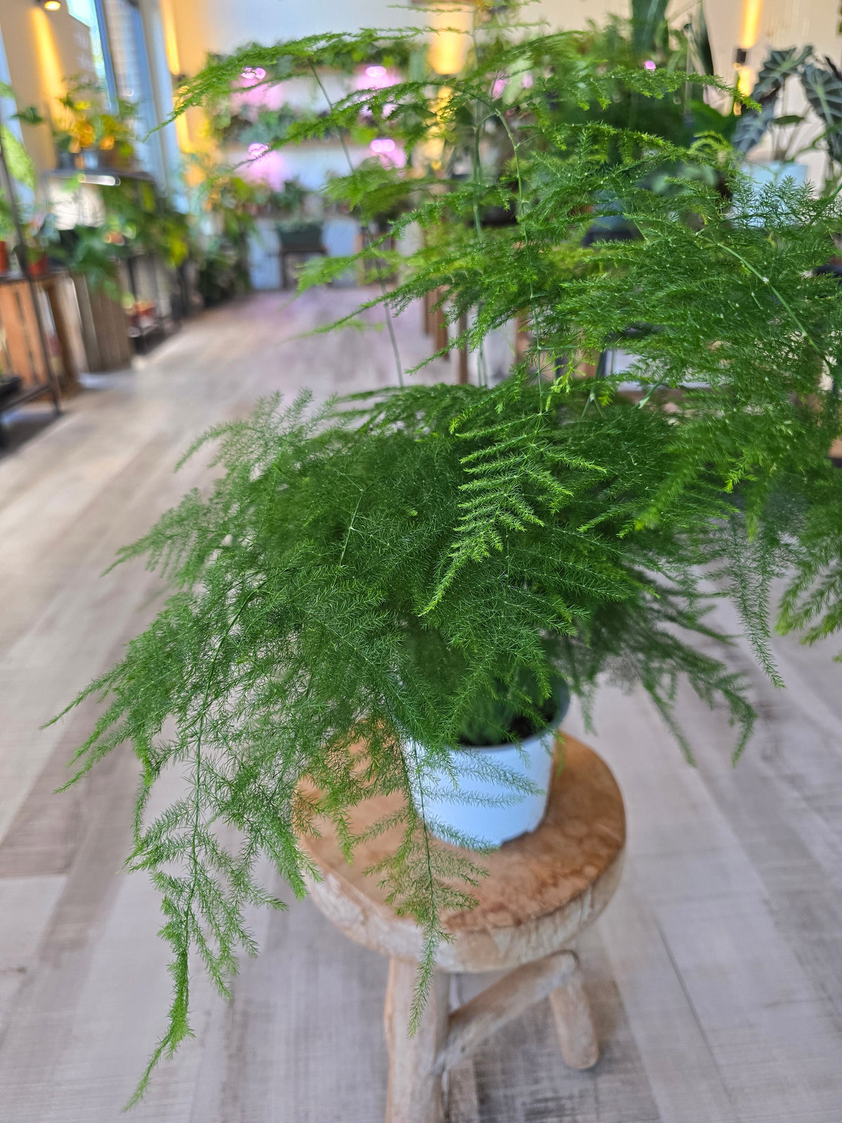 Asparagus setaceus