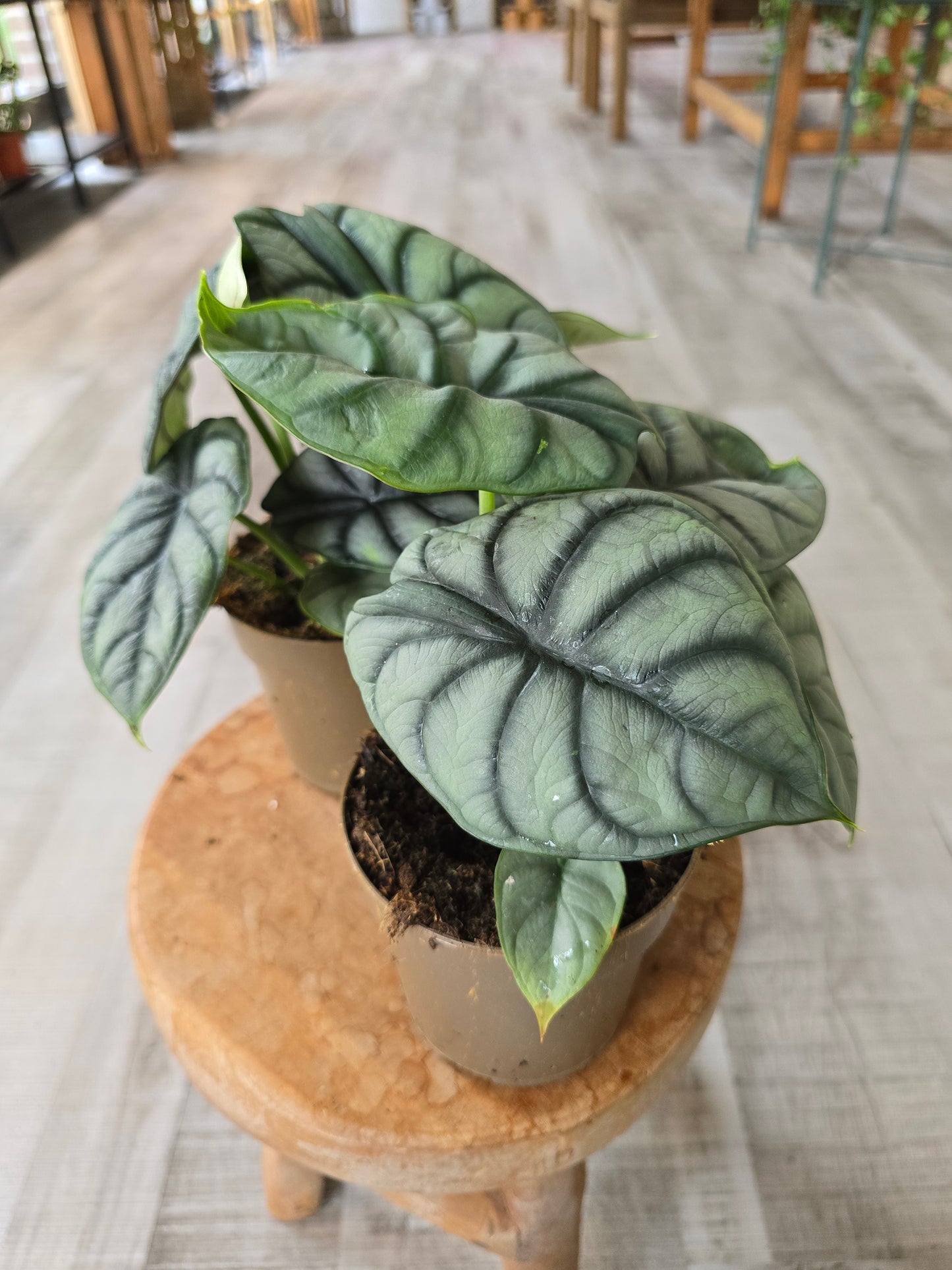 Alocasia 'Silver Dragon'