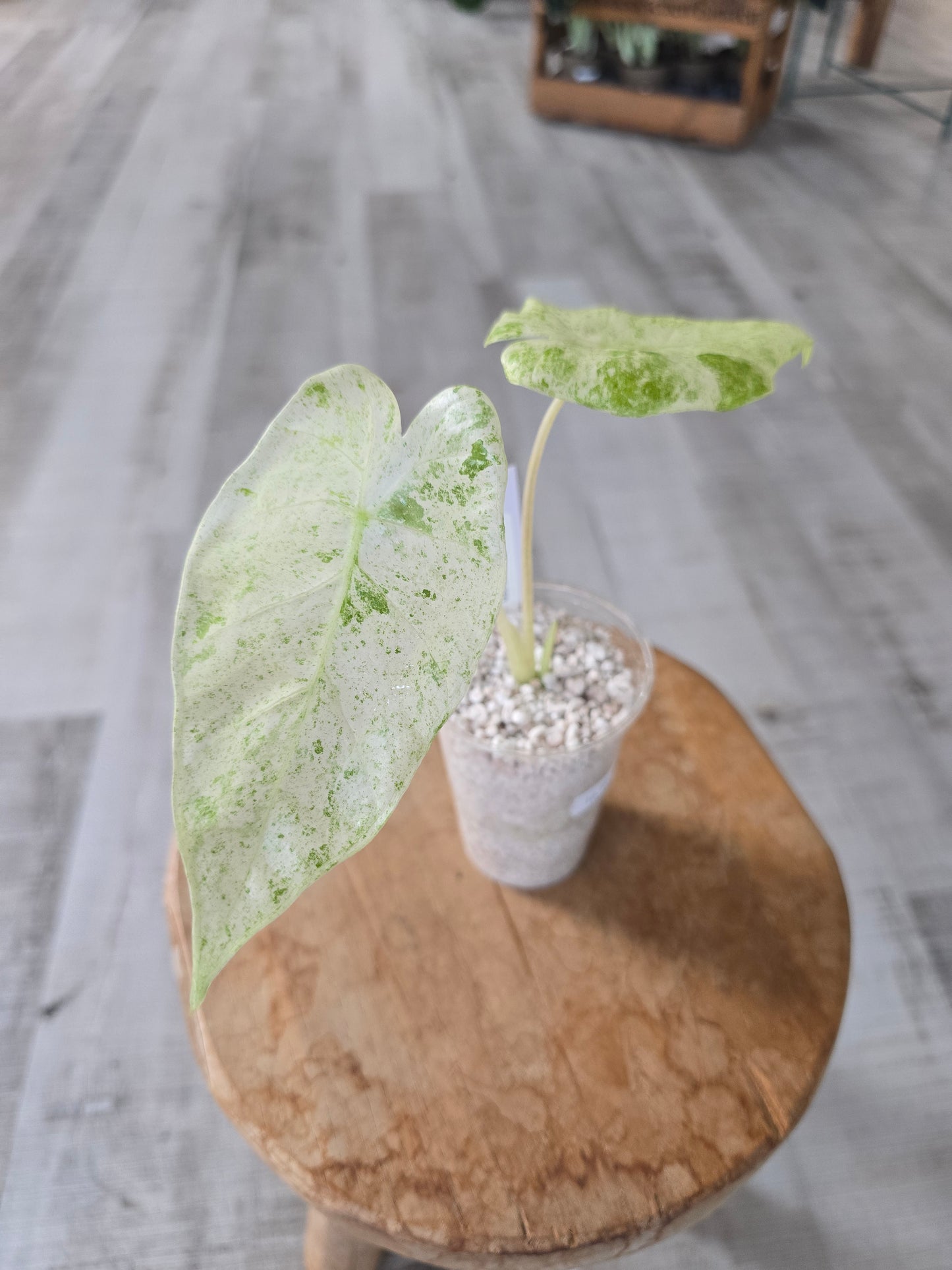Alocasia Macrorrhiza Splash (JP1)