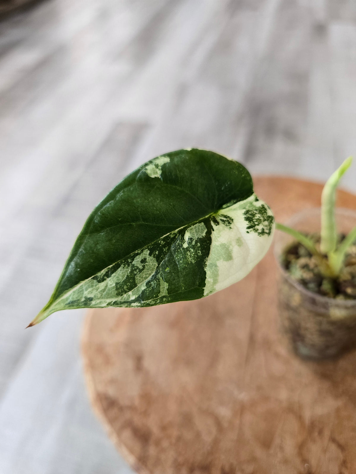 Alocasia Dragon Scale albo (JP)
