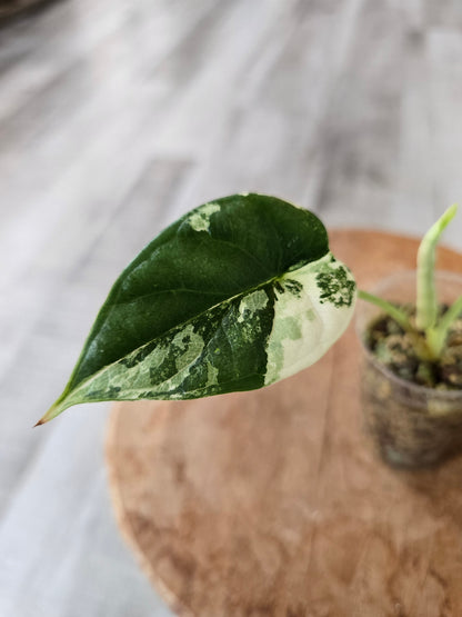 Alocasia Dragon Scale albo (JP)