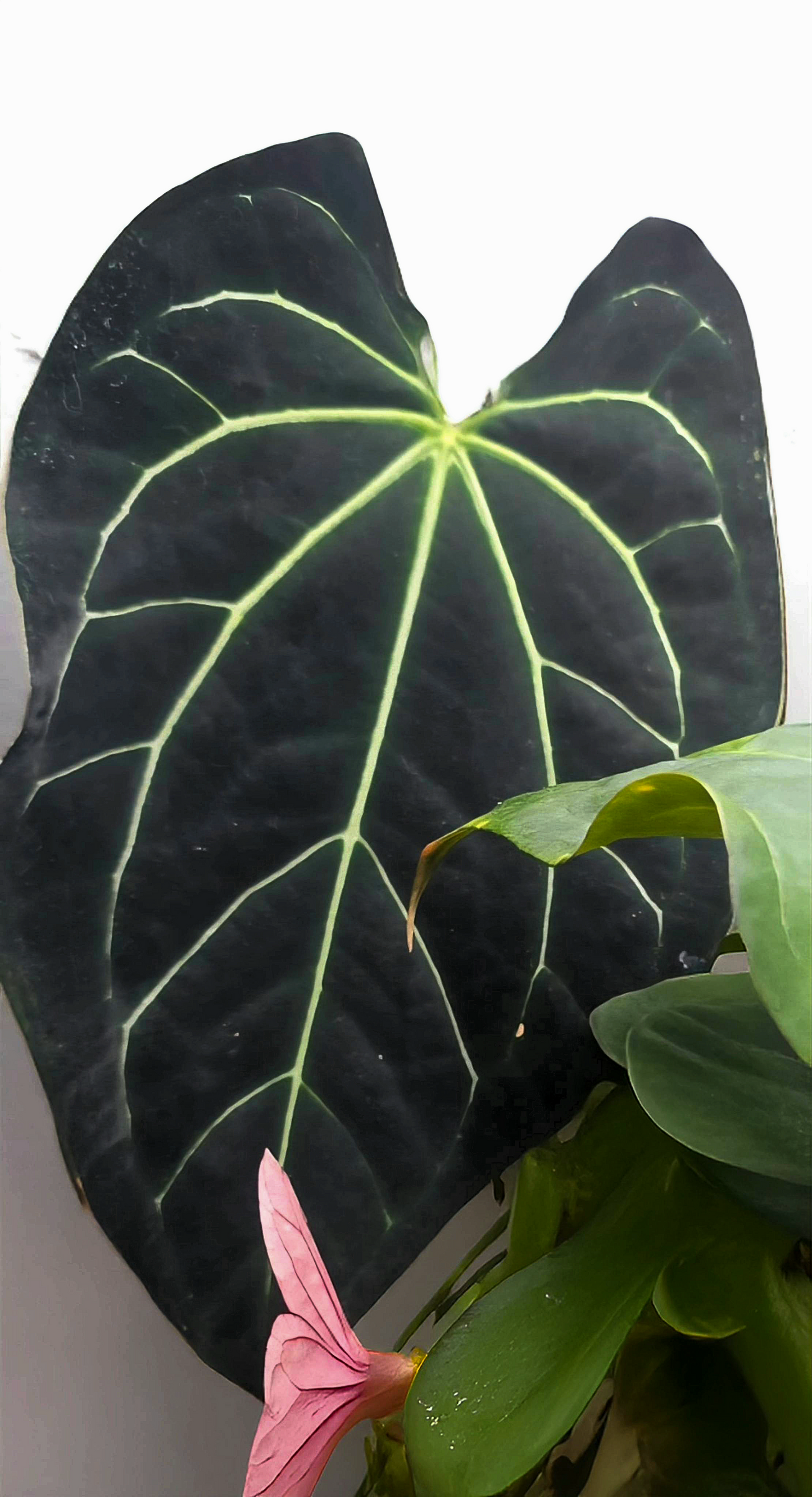 Anthurium (Michelle Hot Pink 23 x Red Velvet Cake 24) x Anthurium Crystal Sky