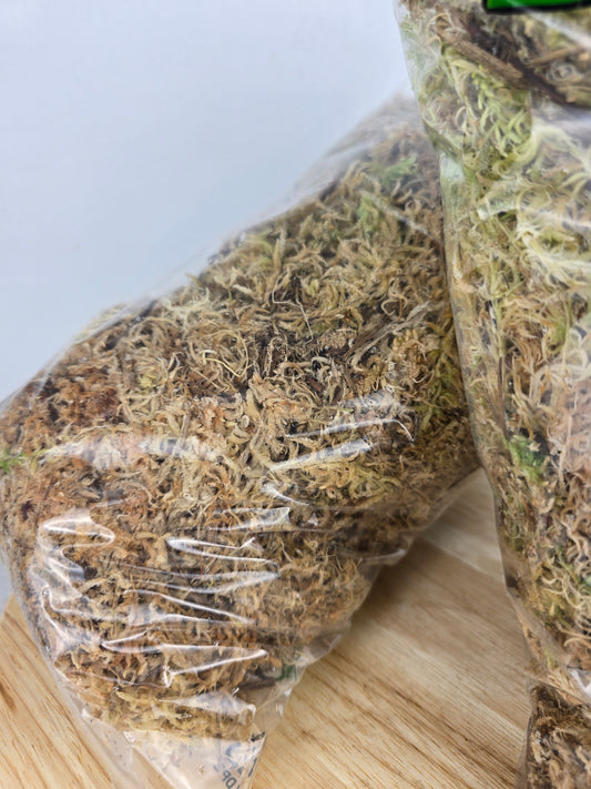 Veenmos Sphagnum