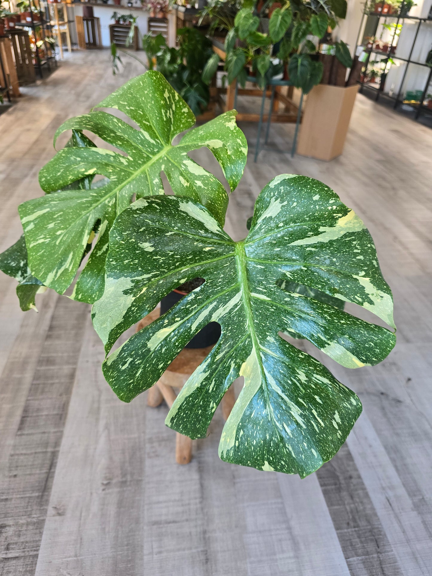 Monstera Thai Constellation (1)
