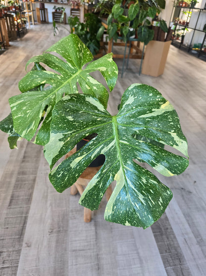 Monstera Thai Constellation (1)