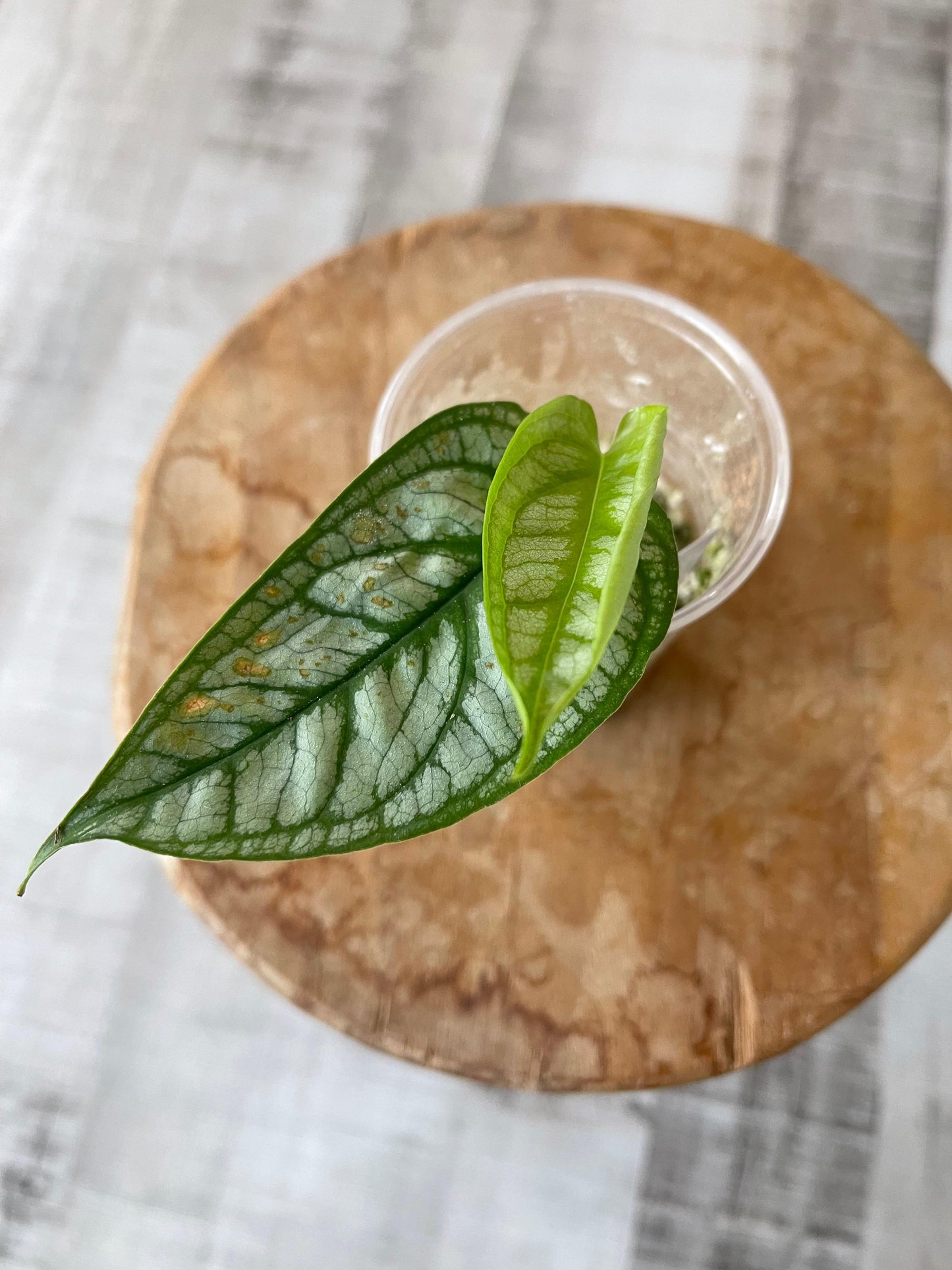 Monstera Siltepecana 'El Salvador'