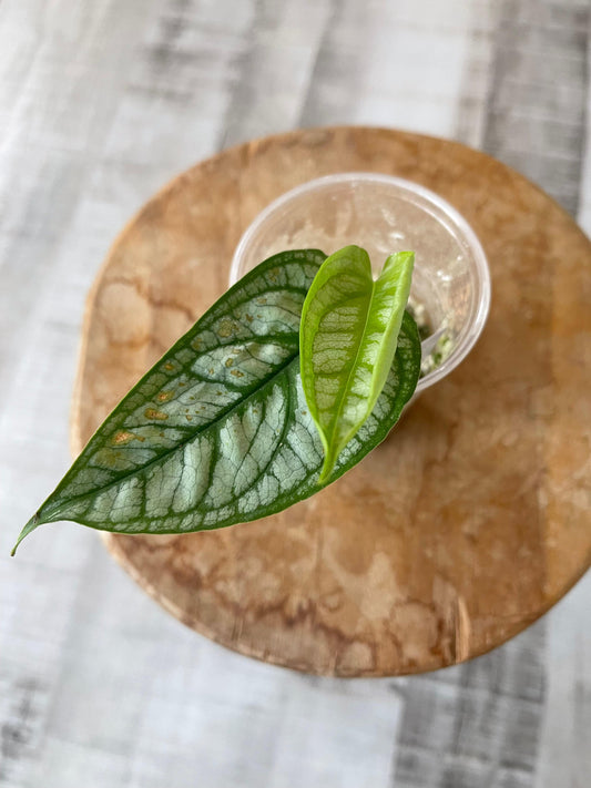 Monstera Siltepecana 'El Salvador'