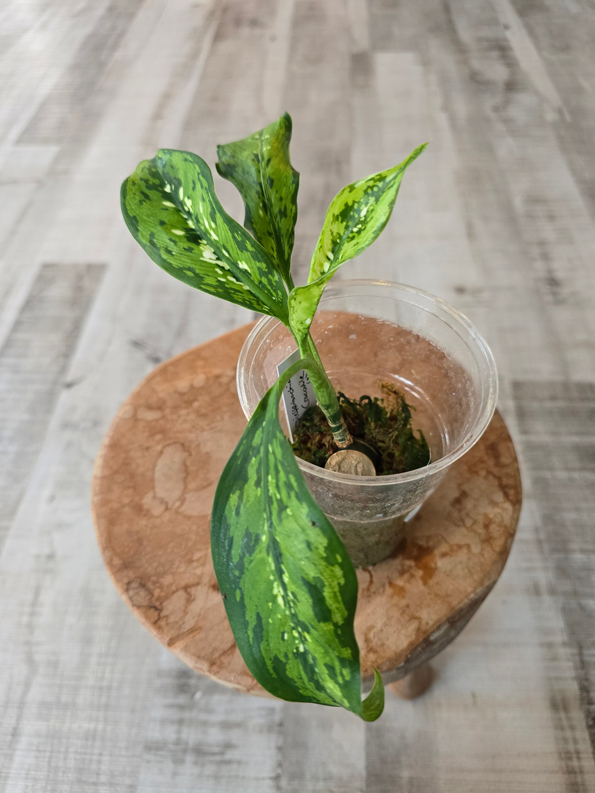 Dieffenbachia Crocodile (JP)