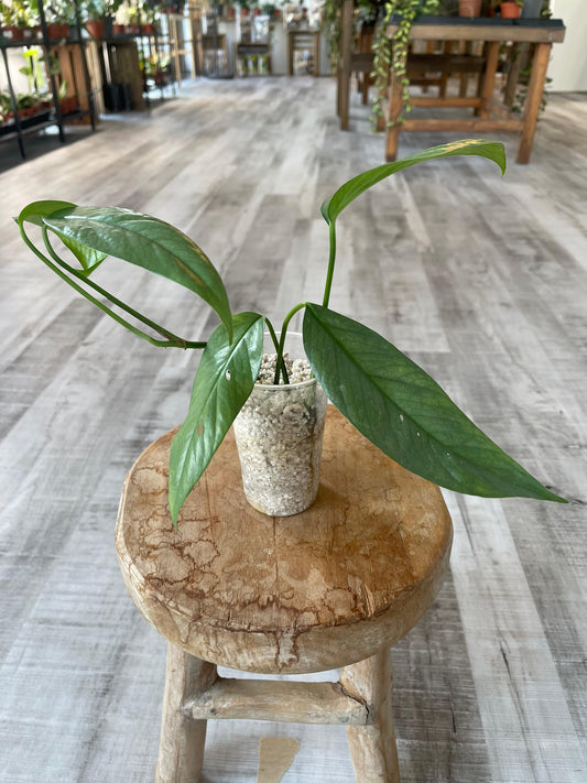 Epipremnum Cebu Blue (JP)