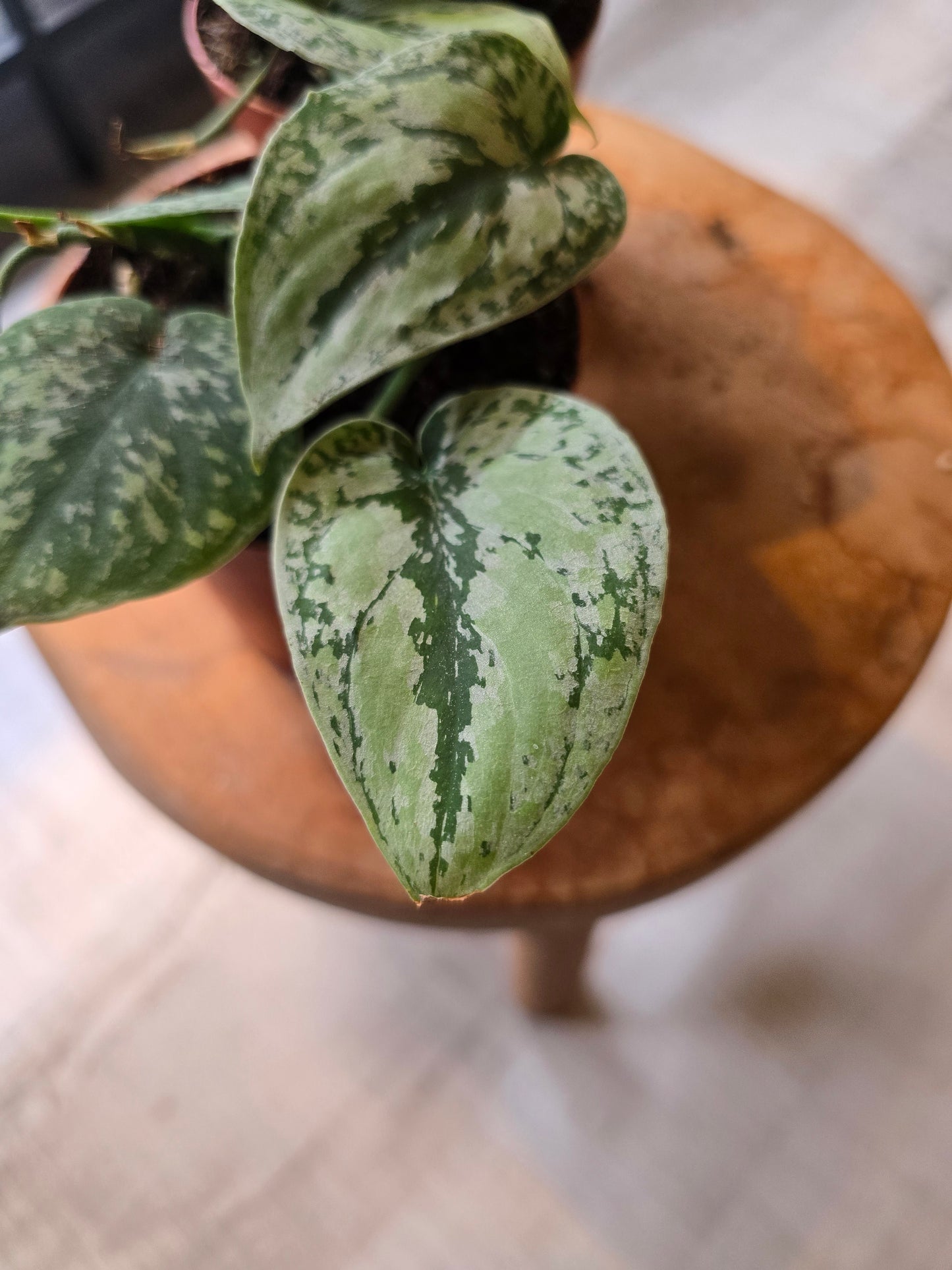 Scindapsus sp Kalimantan Tricolor