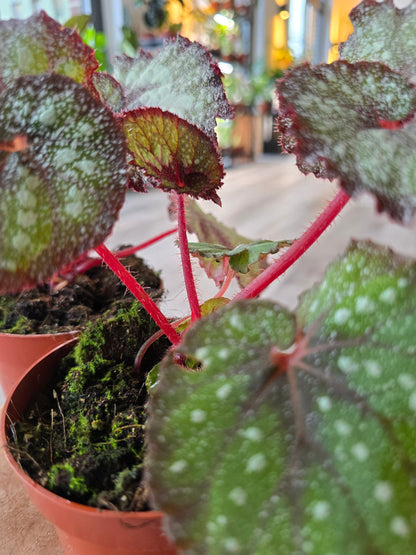 Begonia Speckled - NoID
