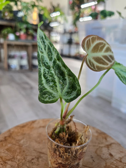 Anthurium Silver Blush Mint (JP)