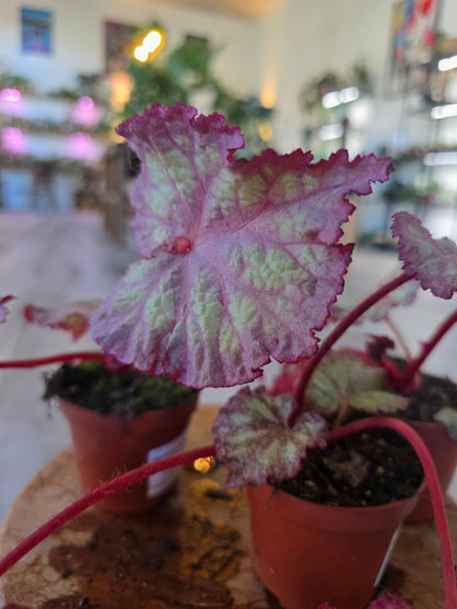Begonia Pink Panther