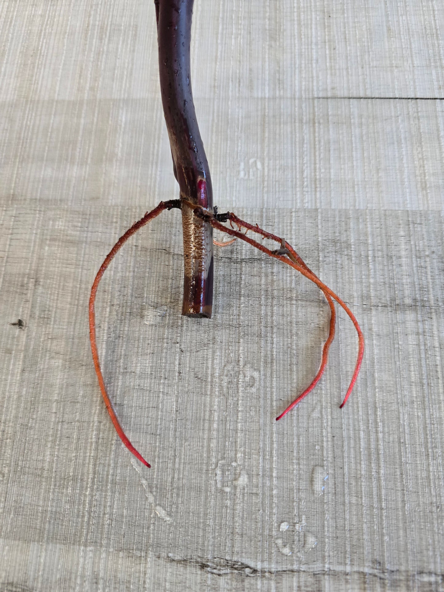 Philodendron Strawberry Shake Cutting 2