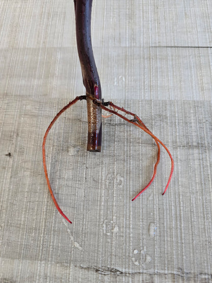 Philodendron Strawberry Shake Cutting 2
