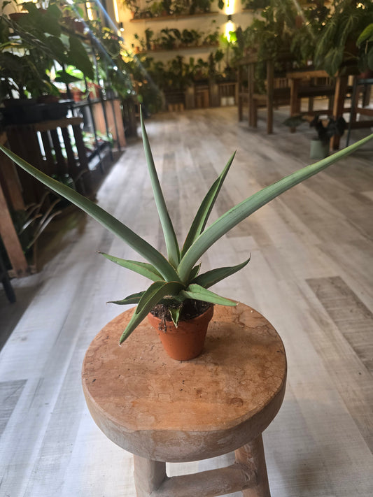 Sansevieria Swan Dancer