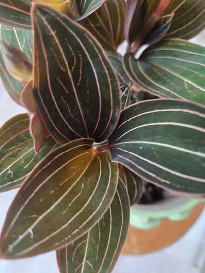 Ludisia Discolor