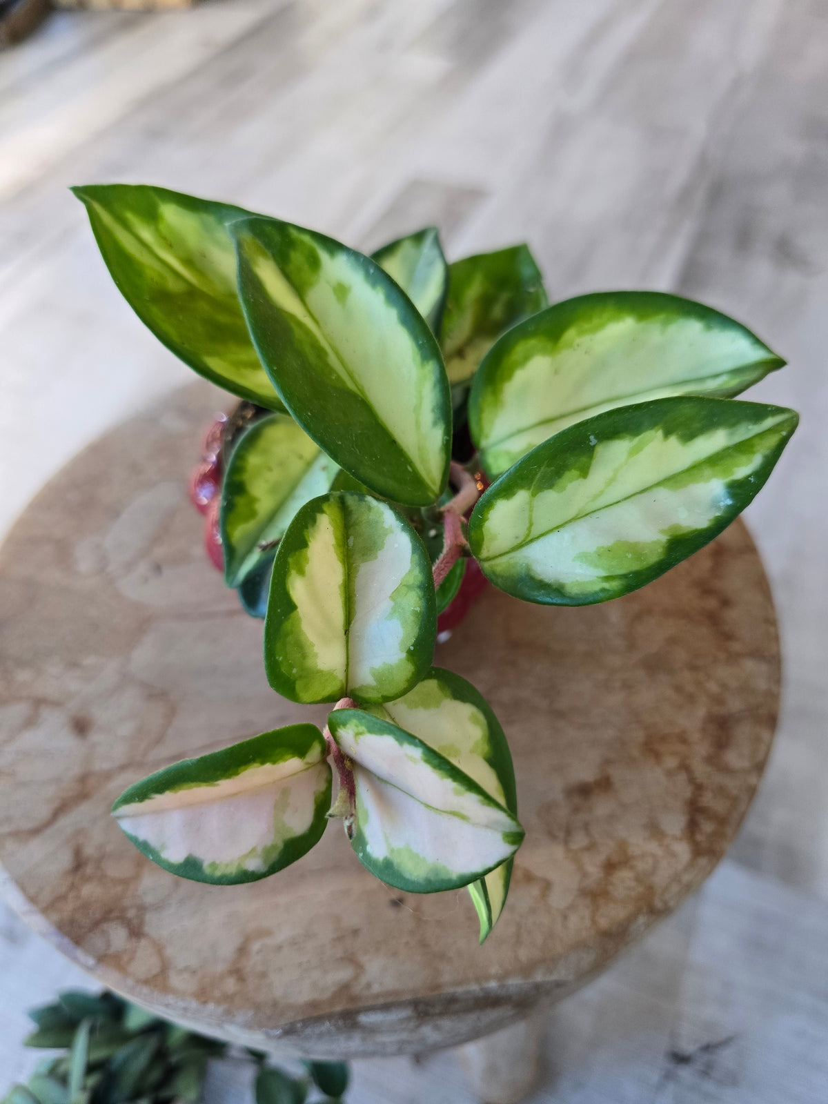 Hoya carnosa 'Tricolor' 'S'