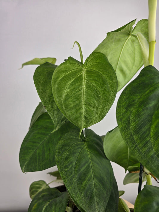 Syngonium macrophyllum 'Frosted Heart'