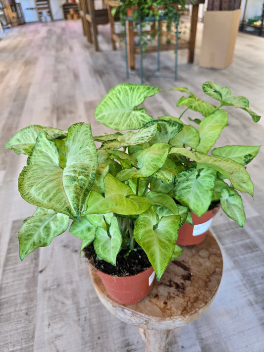 Syngonium White Butterfly