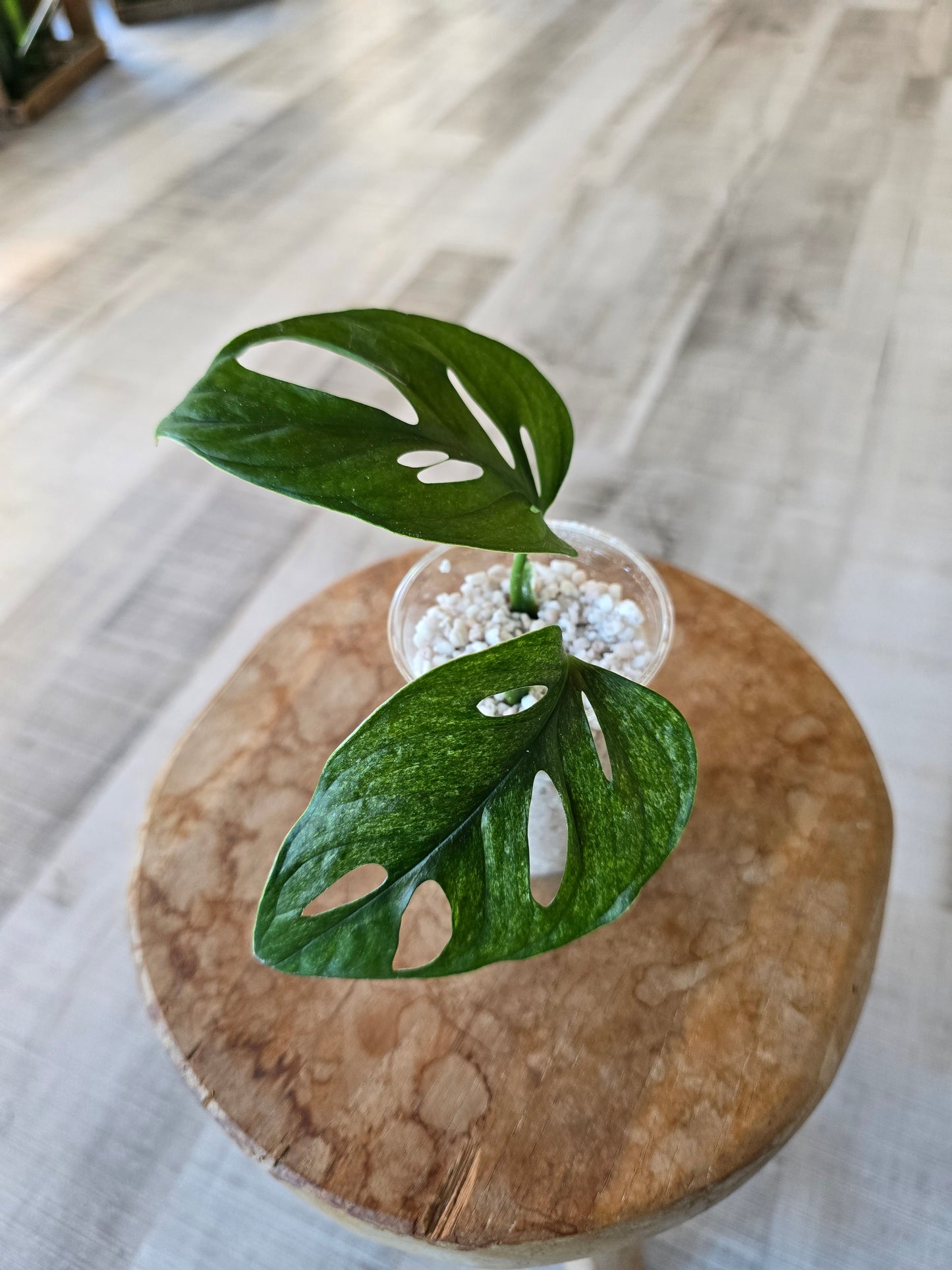 Monstera adansonii mint (JP)
