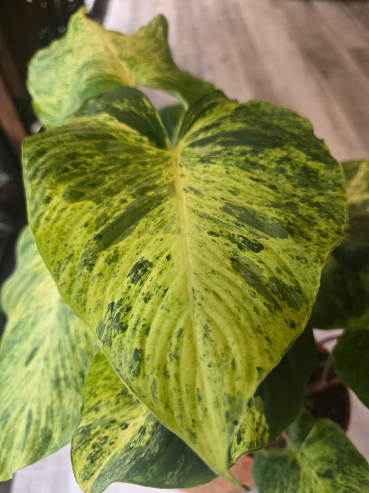Homalomena Red Stem variegata