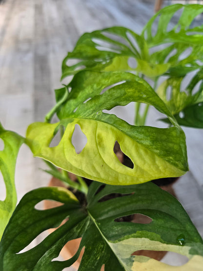 Monstera adansonii Aurea Variegata