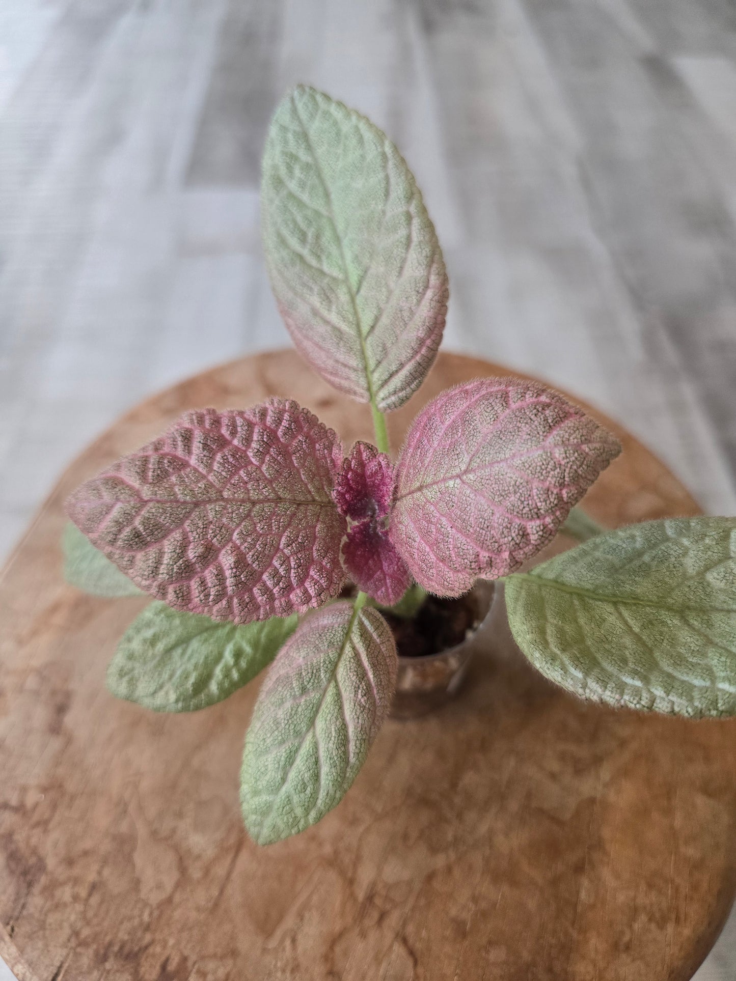 Episcia cupreata 'Tierra Plata'