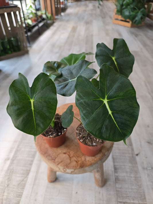 Alocasia Micholitziana Round Form