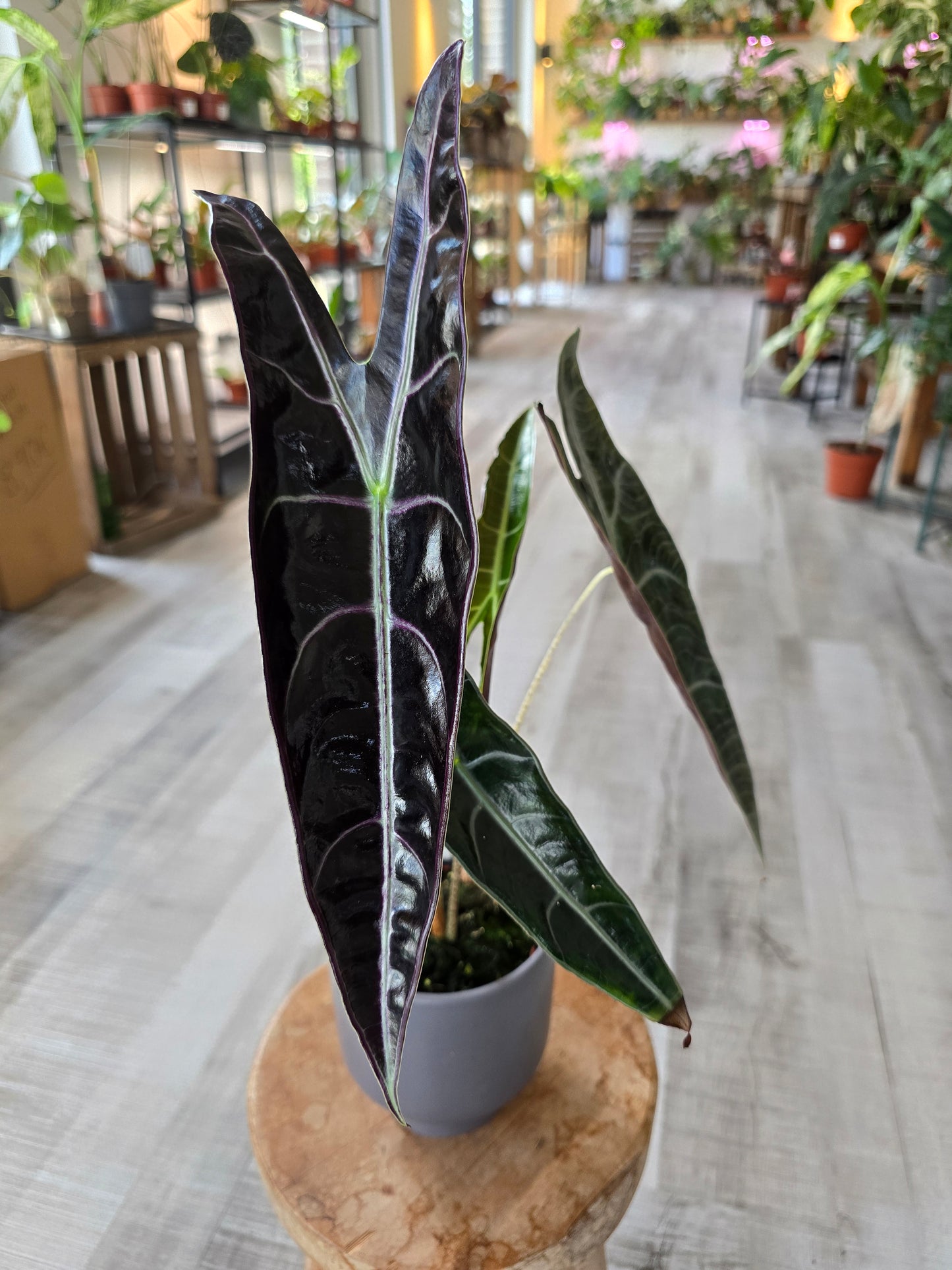 Alocasia Longiloba « Purple »