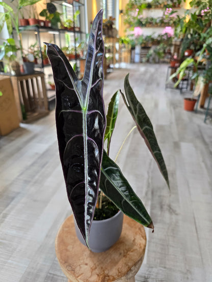 Alocasia Longiloba 'Purple'