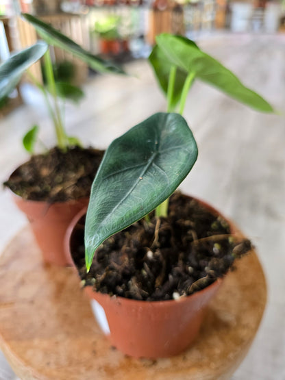 Alocasia Venusta