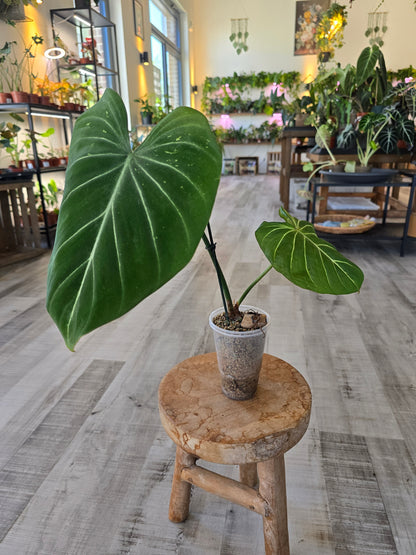 Philodendron Gloriosum Verde (JP)