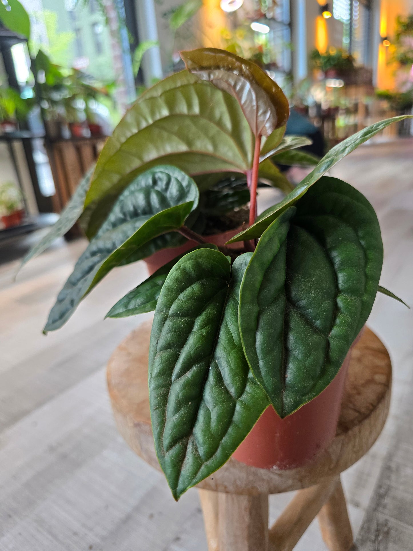 Anthurium Radicans x Luxurians