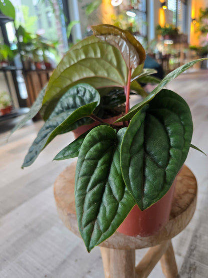 Anthurium Radicans x Luxurians