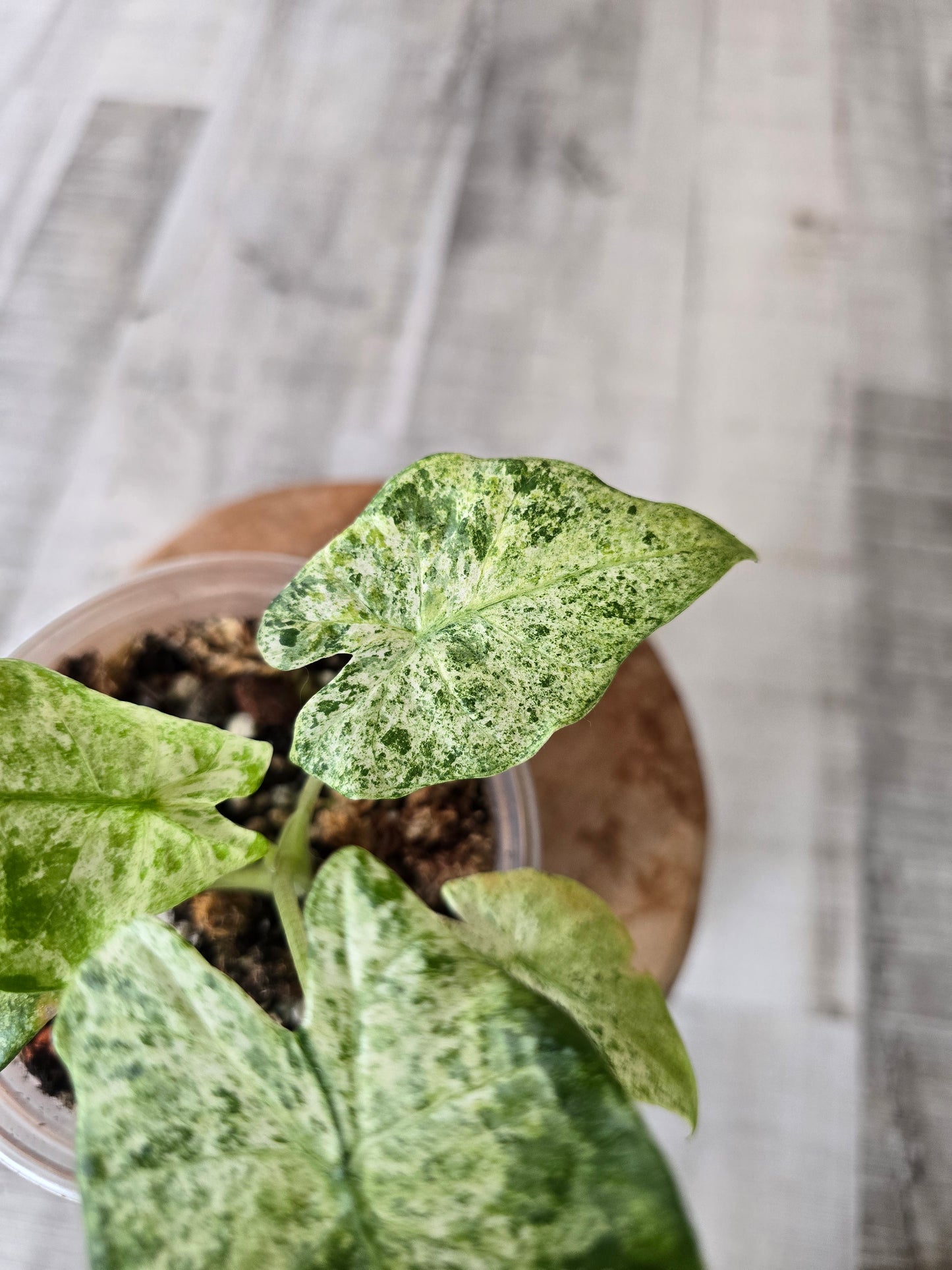 Alocasia Macrorrhiza Splash (JP2)