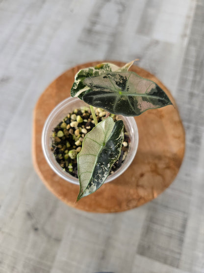Alocasia Polly pink variegata (high variegated P1)