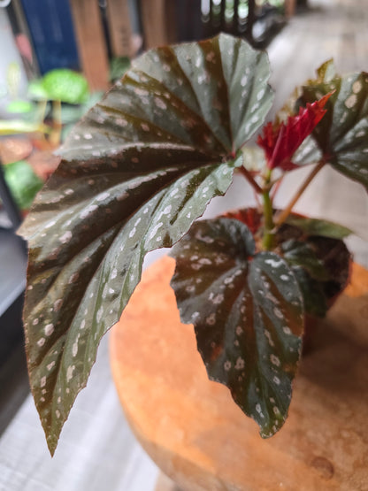 Begonia Aiai
