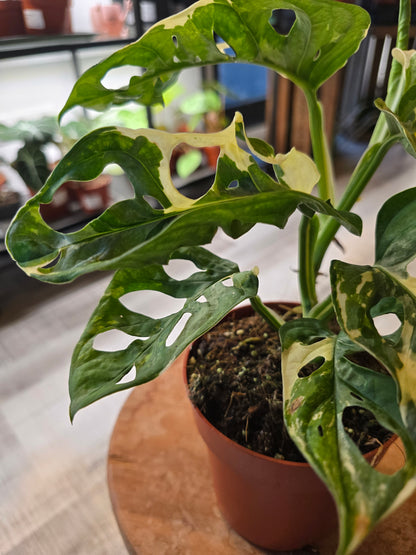 Monstera adansonii variegata