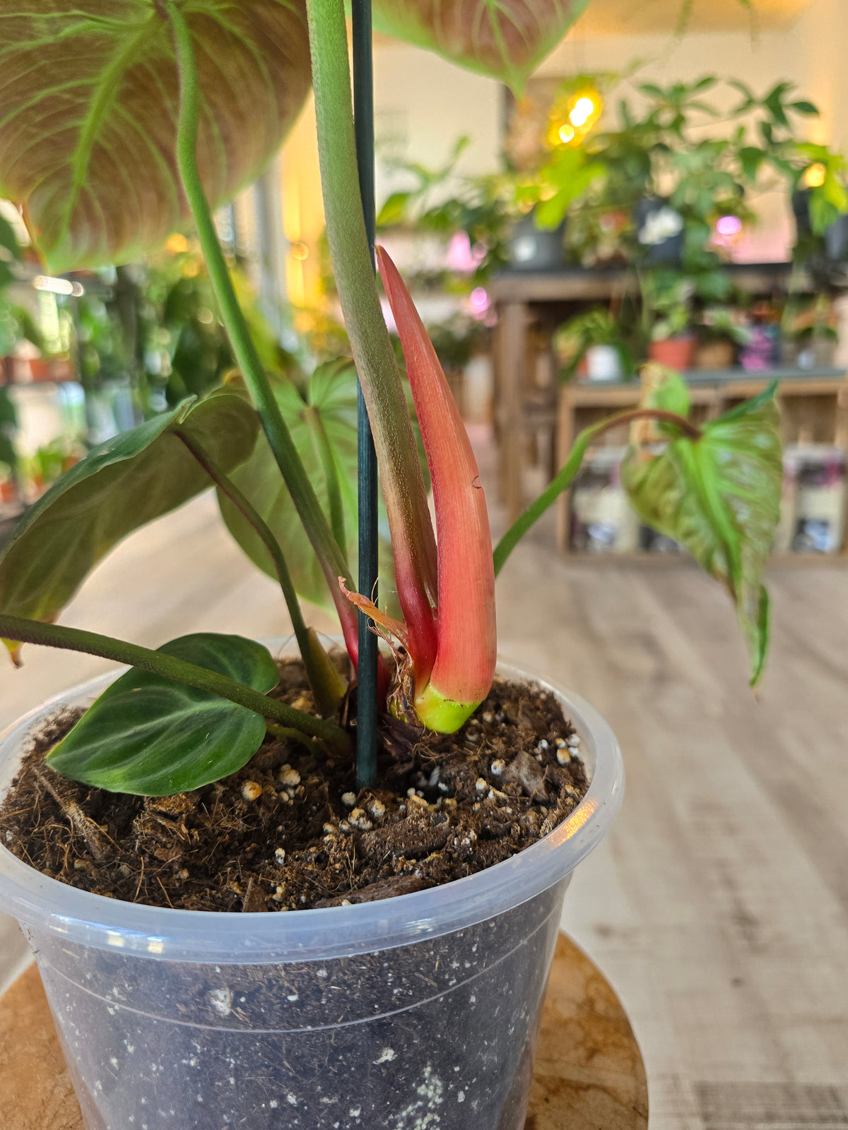 Philodendron El Choco Red