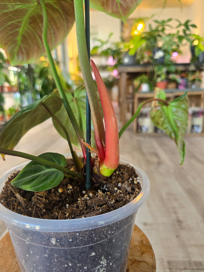 Philodendron El Choco Red